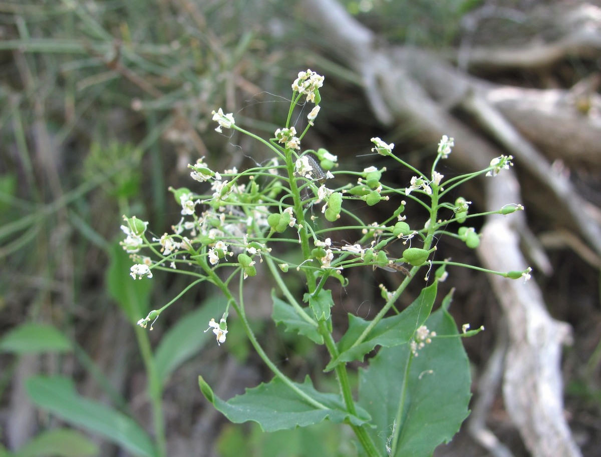 Image of Cardaria draba specimen.