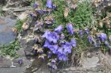 genus Campanula