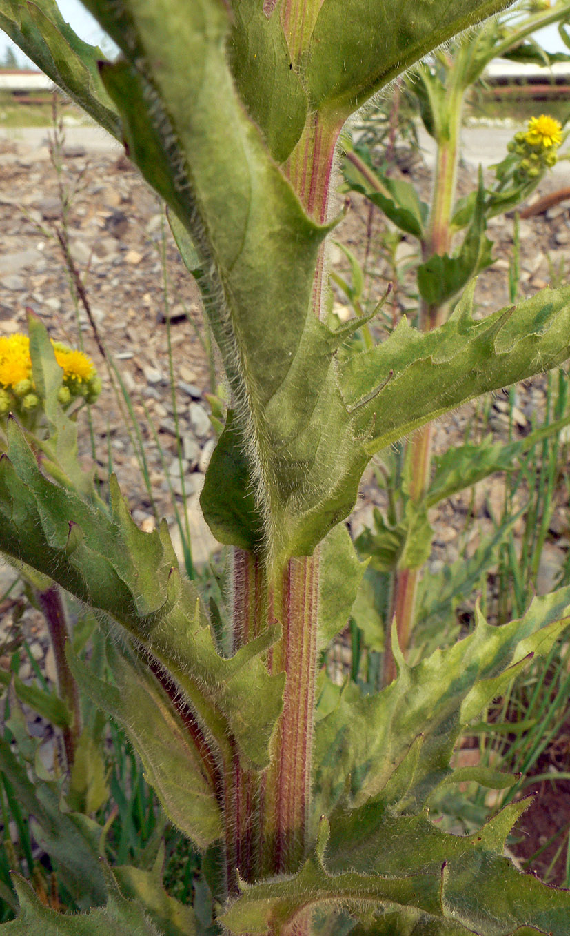 Изображение особи Tephroseris palustris.