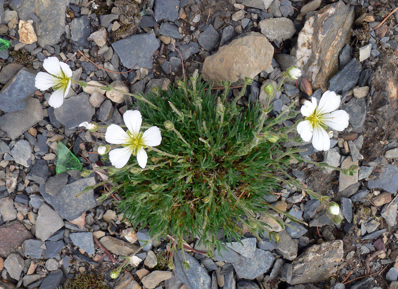 Image of Minuartia arctica specimen.