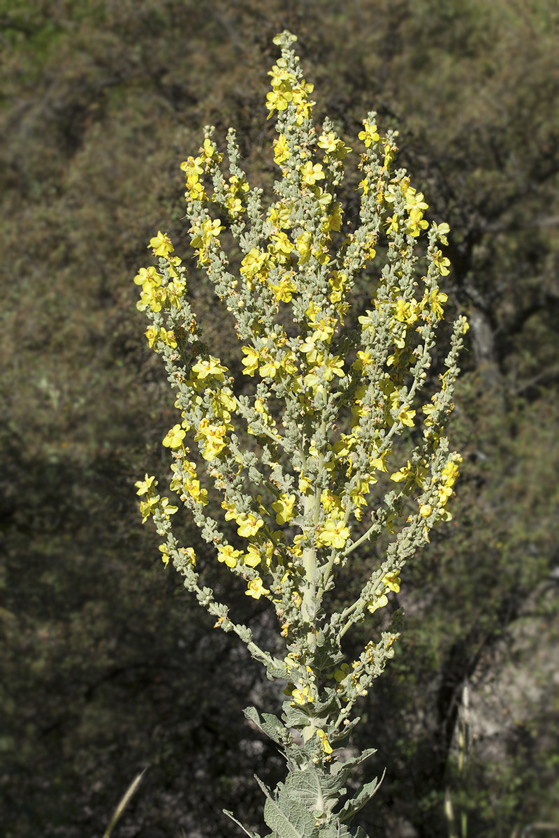 Image of Verbascum songaricum specimen.