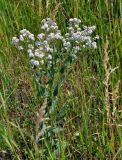 Lepidium latifolium. Цветущее растение. Хакасия, Ширинский р-н, берег оз. Малое Белё, степь. 12.07.2018.