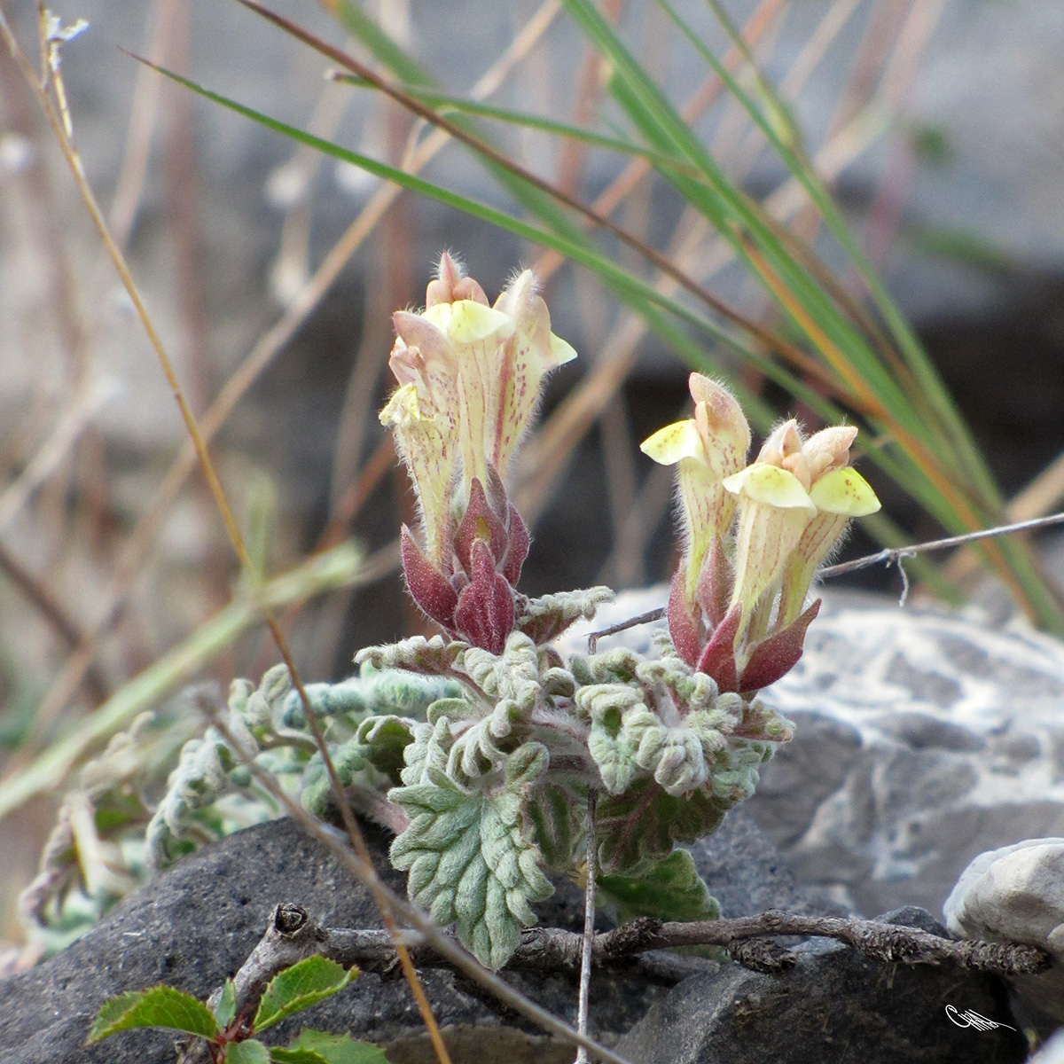 Image of Scutellaria nepetoides specimen.