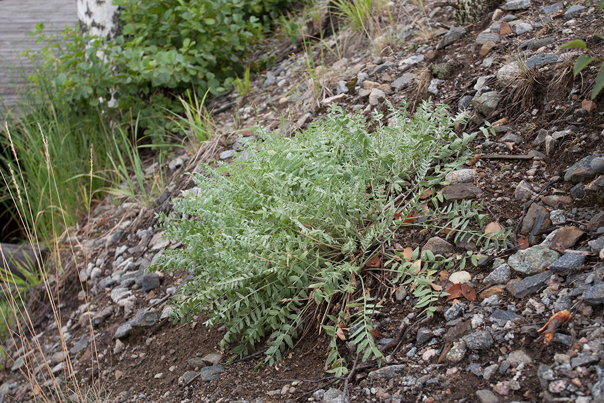 Image of Oxytropis campestris specimen.