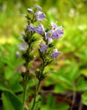 Veronica officinalis