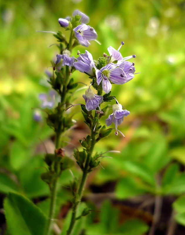 Image of Veronica officinalis specimen.