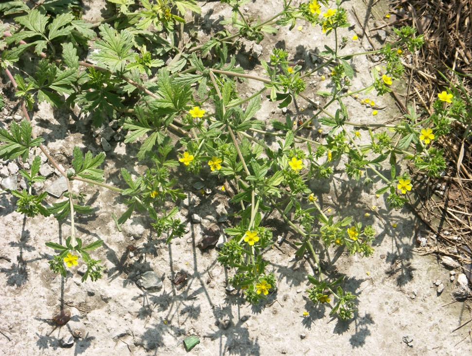 Изображение особи Potentilla tobolensis.