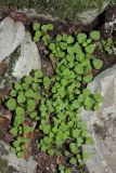 genus Stellaria