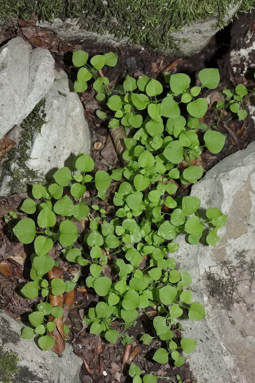 Image of genus Stellaria specimen.