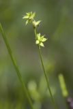 Carex loliacea