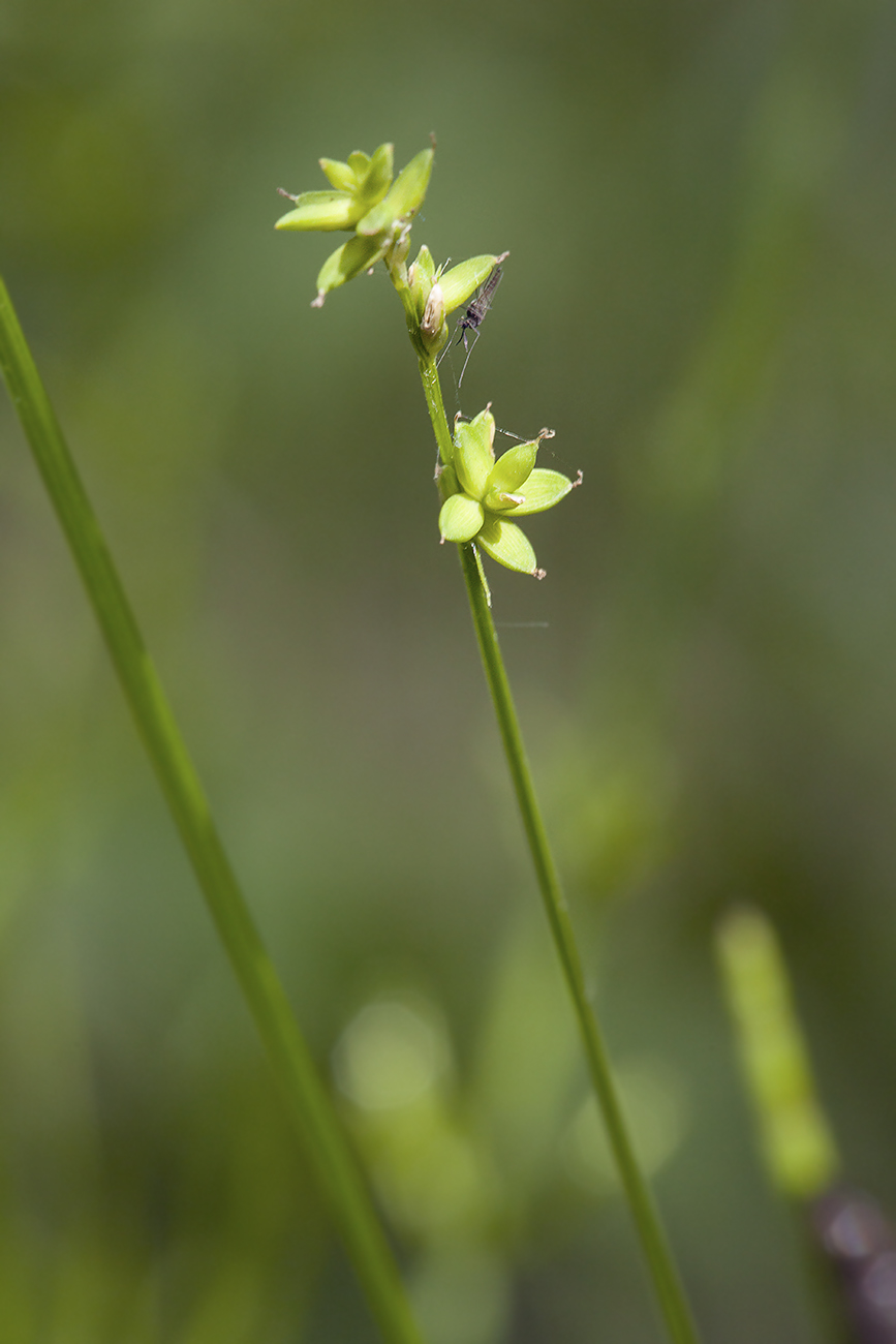 Изображение особи Carex loliacea.