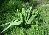 Allium stipitatum