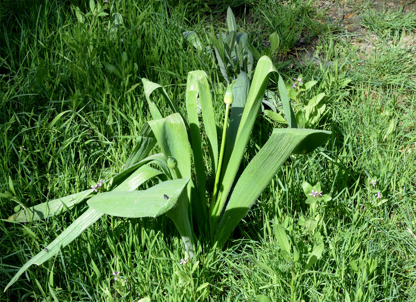 Image of Allium stipitatum specimen.