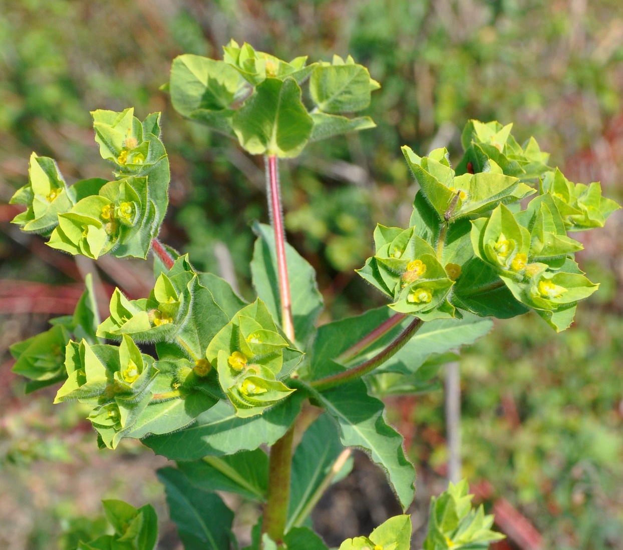 Image of Euphorbia hirsuta specimen.
