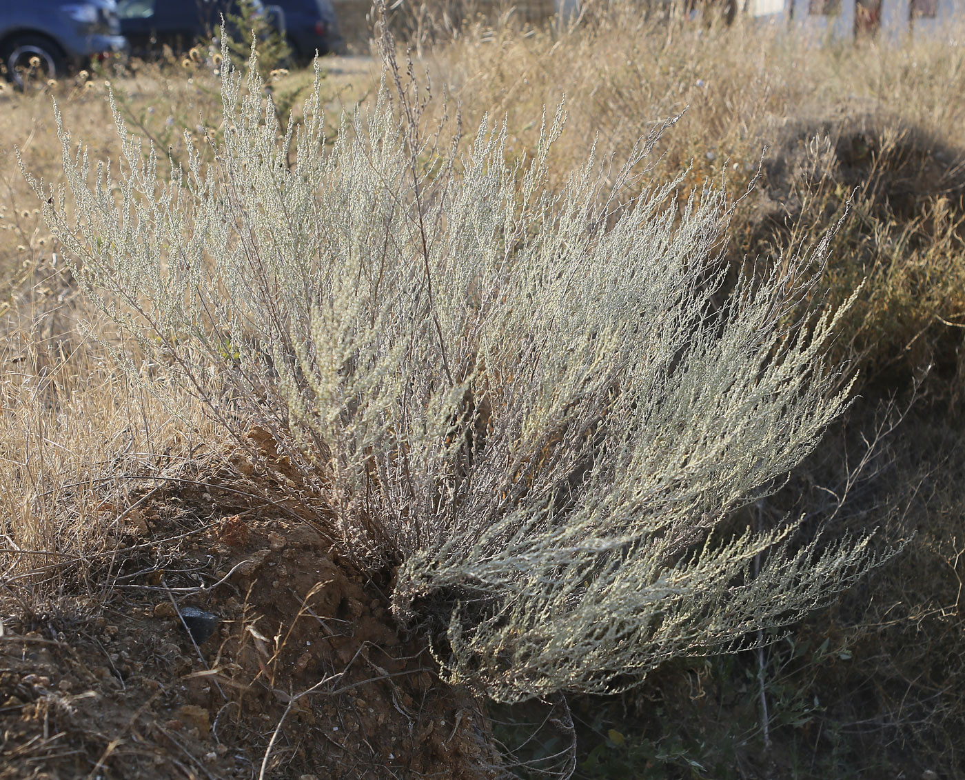 Image of Artemisia taurica specimen.