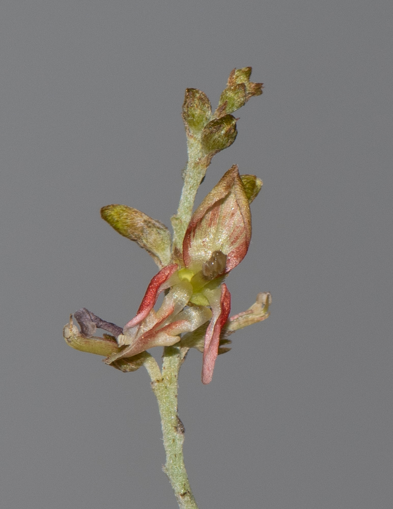 Изображение особи Indigofera articulata.