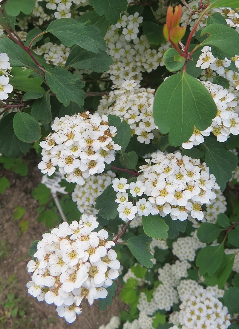 Изображение особи Spiraea blumei.