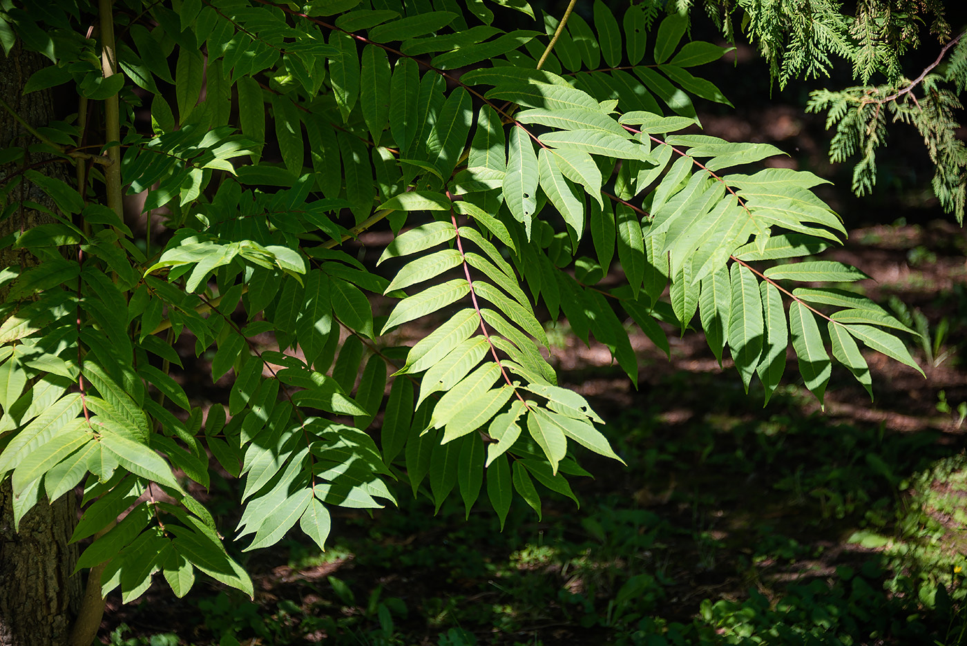 Изображение особи Pterocarya rhoifolia.