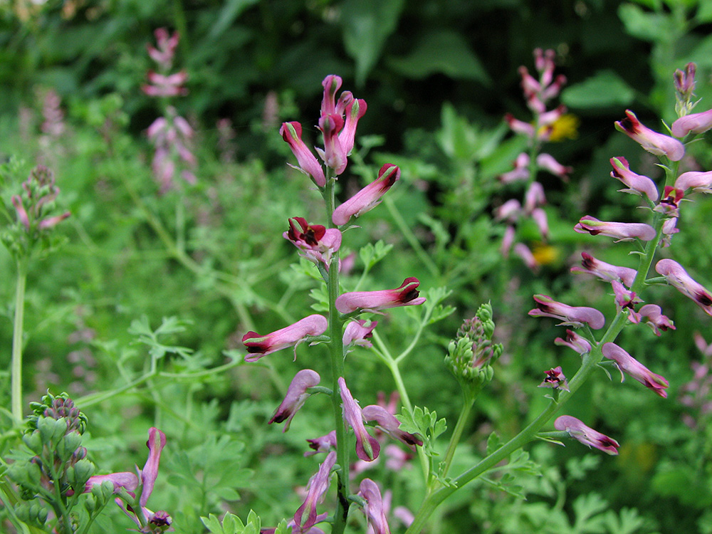 Изображение особи Fumaria officinalis.