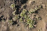 Epilobium montanum