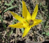 Image of taxon representative. Author is Геннадий Окатов