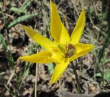 Tulipa biebersteiniana. Цветок с кормящимся жуком. Дагестан, окр. с. Талги, Талгинское ущелье, ок. 600 м н.у.м., склон горы. 22.04.2019.