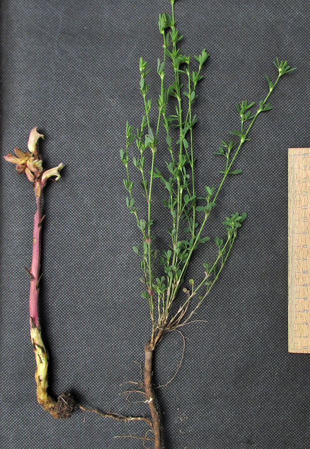 Image of Orobanche lutea specimen.