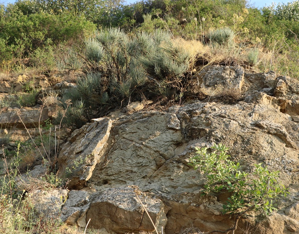 Image of Ephedra procera specimen.