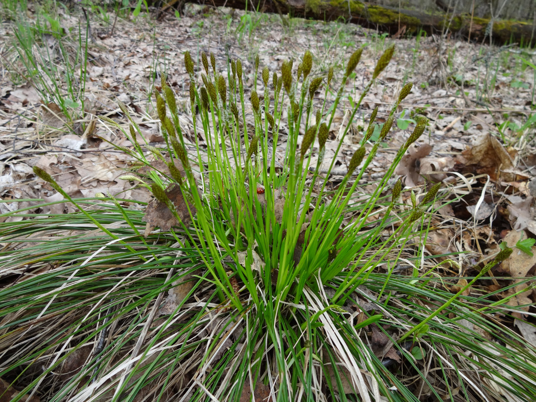 Изображение особи Carex umbrosa.