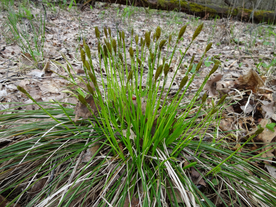 Image of Carex umbrosa specimen.
