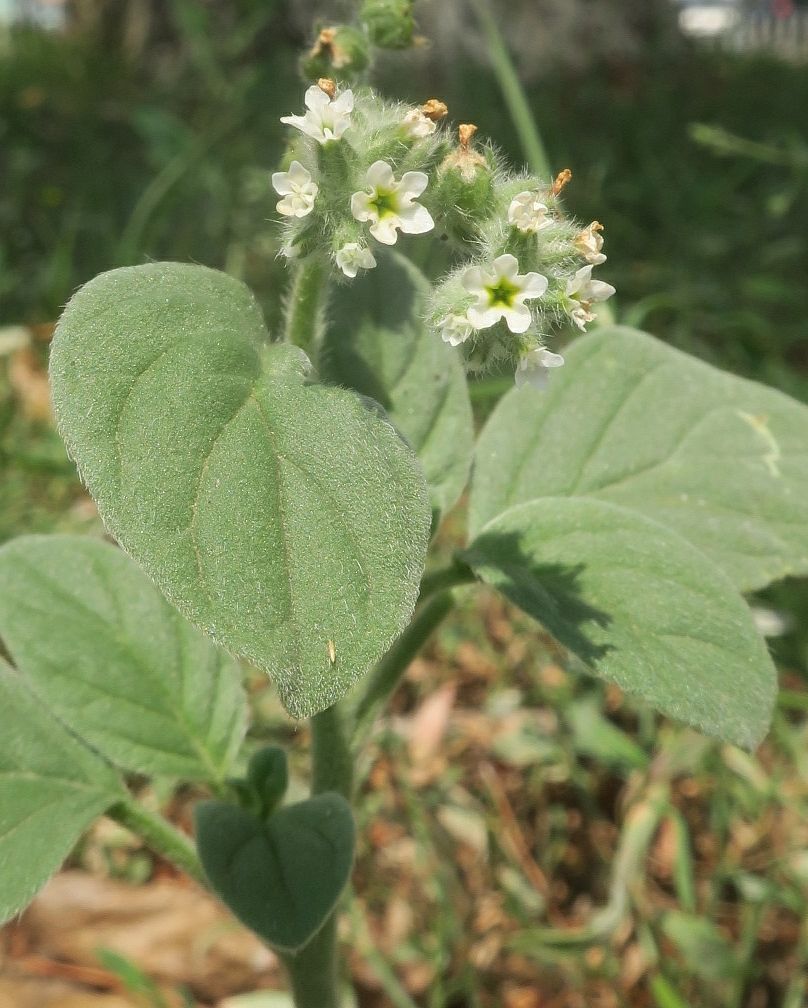 Изображение особи Heliotropium ellipticum.