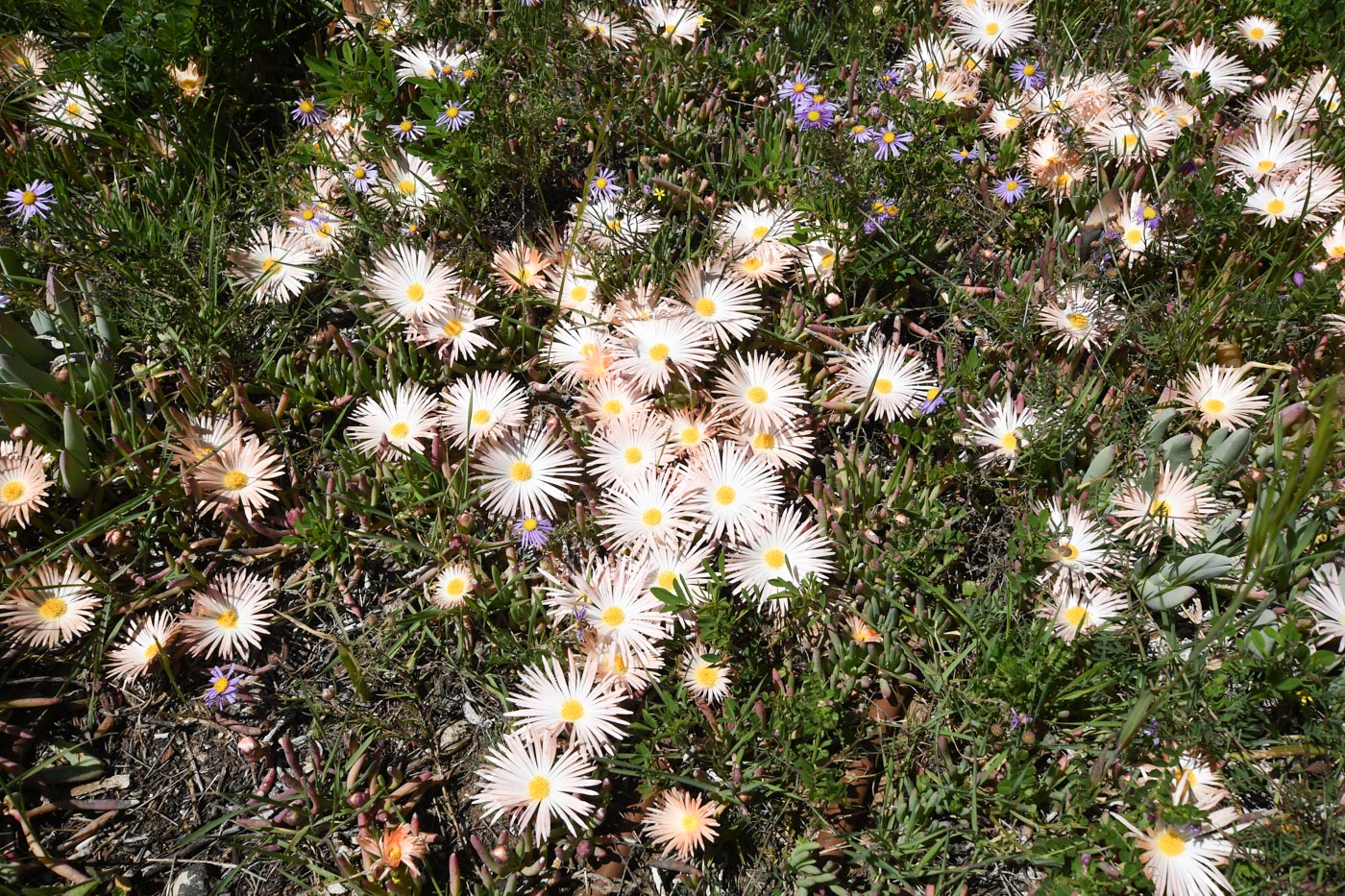 Image of Jordaaniella anemoniflora specimen.