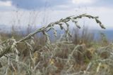 Artemisia santonicum