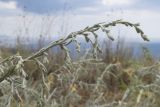 Artemisia santonicum. Верхушка расцветающего растения. Южный берег Крыма, окр. с. Приветное, гора Казах, каменистая степь. 24.07.2019.