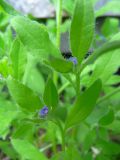 Asperugo procumbens