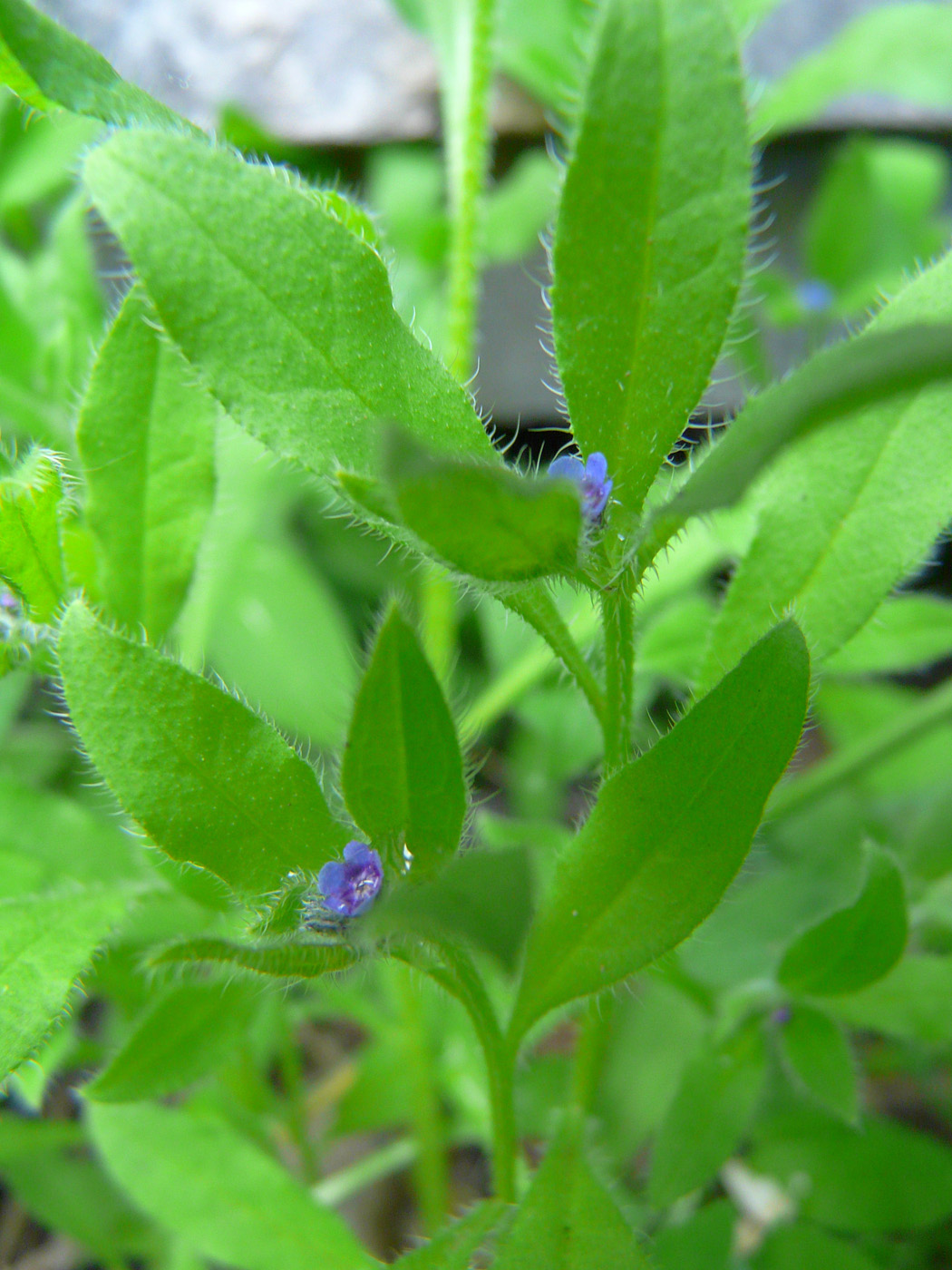 Image of Asperugo procumbens specimen.