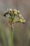 Allium flavescens