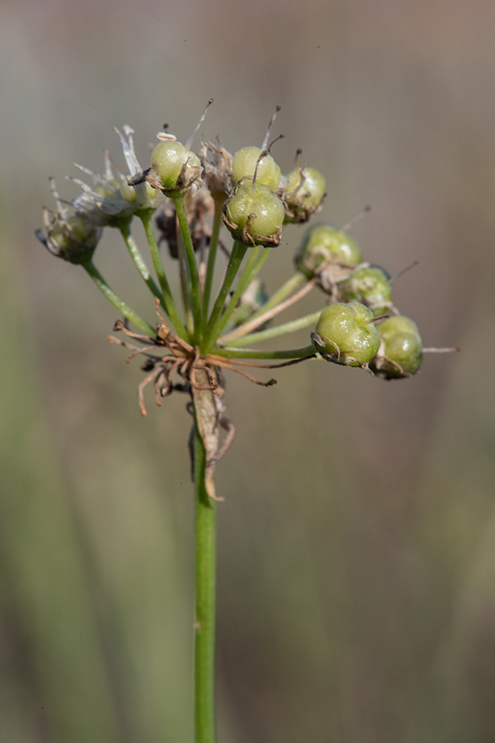 Image of Allium flavescens specimen.