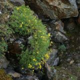 Potentilla biflora