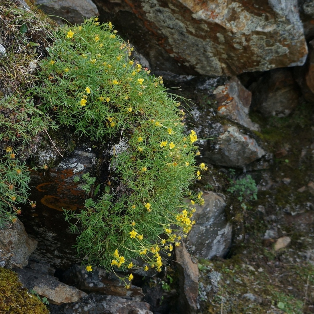 Image of Potentilla biflora specimen.
