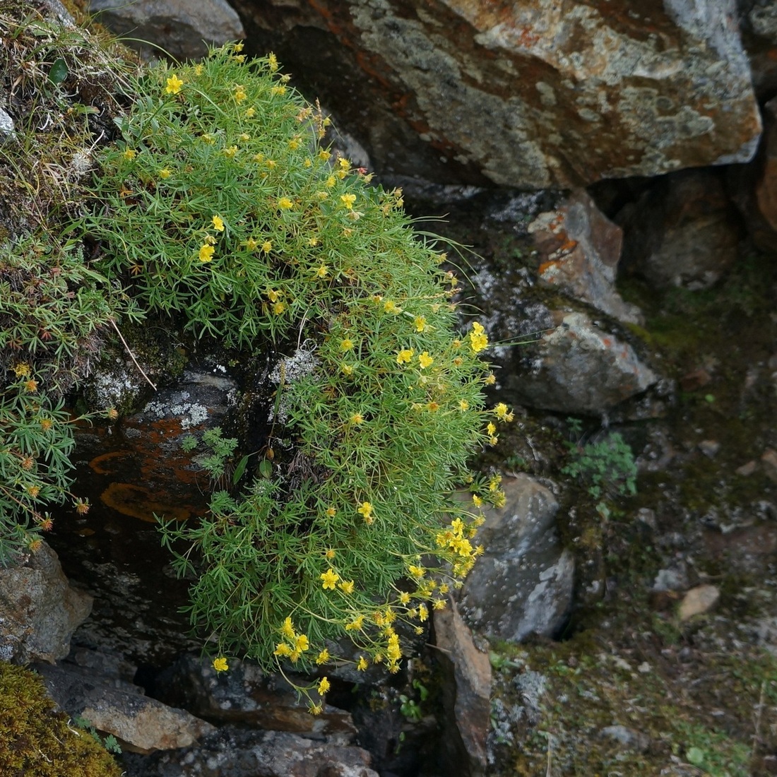 Изображение особи Potentilla biflora.