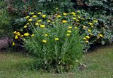 Achillea filipendulina. Цветущие растения. Челябинск, Ботанический сад ЧелГУ, в культуре. 01.08.2019.