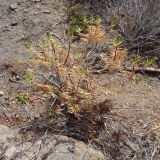 Lobelia polyphylla