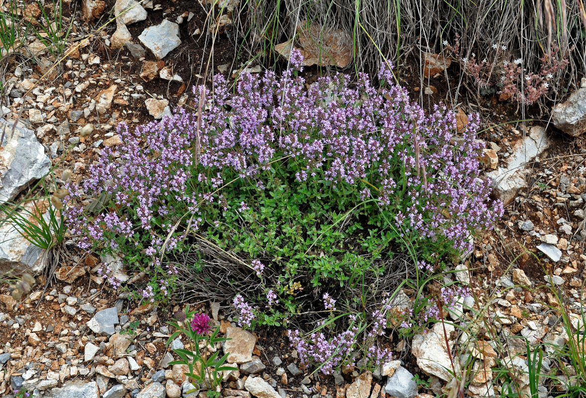 Изображение особи Thymus pulegioides.