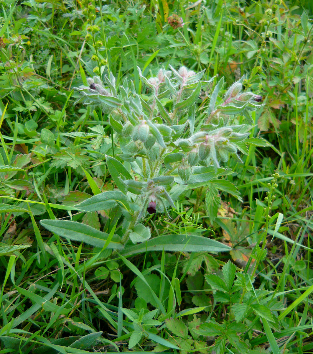 Image of Nonea rossica specimen.
