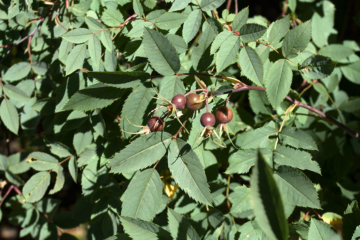 Image of Rosa glauca specimen.