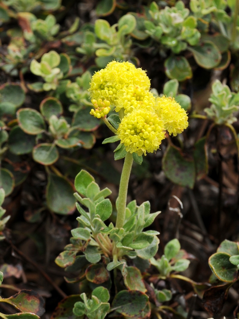 Изображение особи Eriogonum umbellatum.