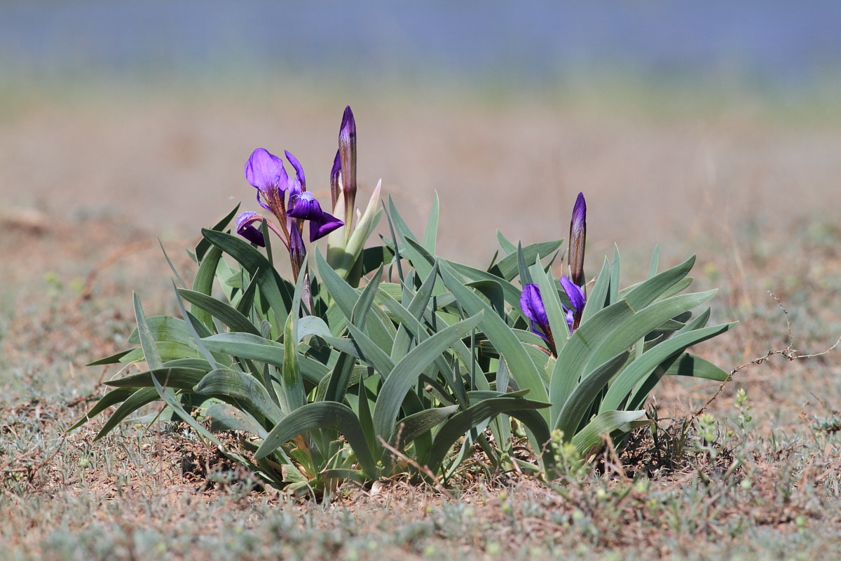 Изображение особи Iris glaucescens.