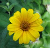 Heliopsis helianthoides ssp. scabra