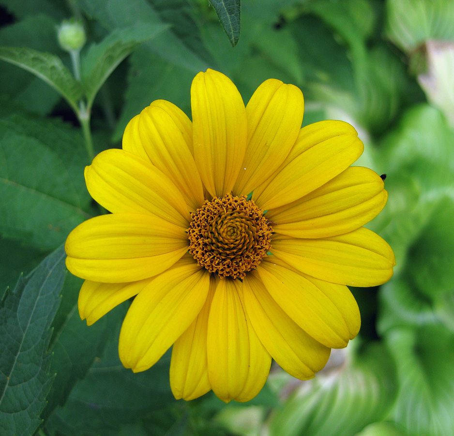 Image of Heliopsis helianthoides ssp. scabra specimen.